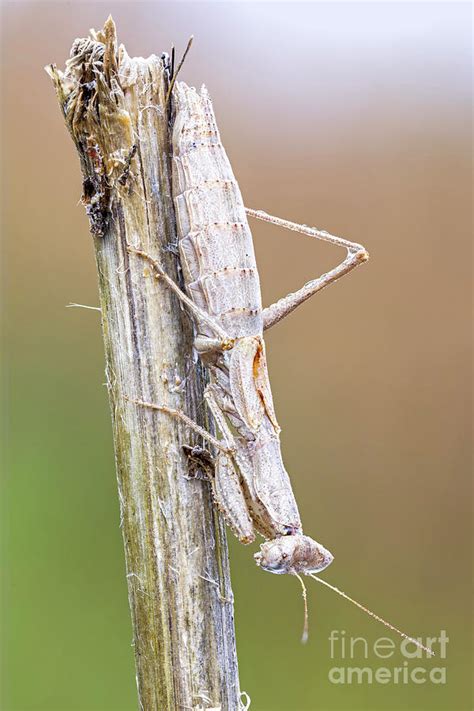 Camouflaged Praying Mantis Photograph by Ozgur Kerem Bulur/science ...