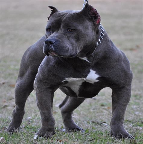 Cute Dogs: Blue pitbull dog