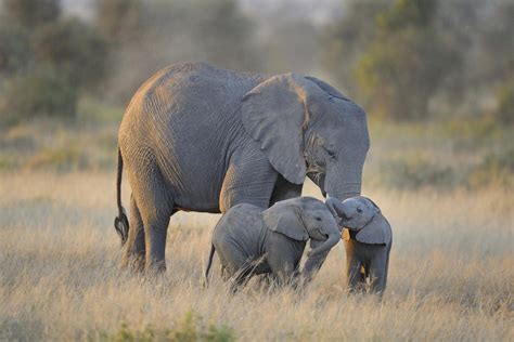 30+ Cute & Funny Baby Elephant Images That Will Brighten Up Your Day - 500px