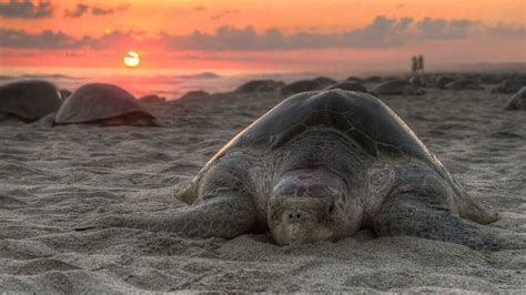 A Guide To Galapagos Islands Conservation & Responsible Travel Page 1 of 0