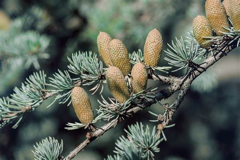 Tree Cone Evergreen - Free photo on Pixabay