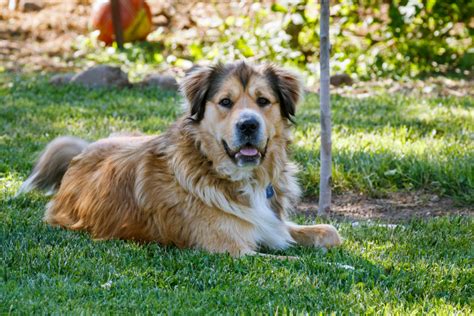 German Shepherd Golden Retriever Mix - The Perfect Family Dog?