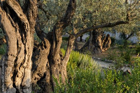 Garden of Gethsemane. Biblical olive Garden, where Jesus prayed. Mount of Olives, Jerusalem ...