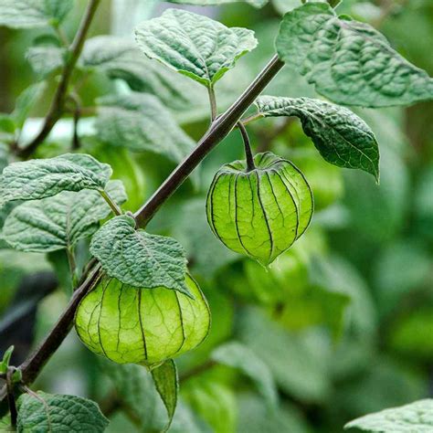 Cape Gooseberry Seeds - Physalis Peruviana Seed