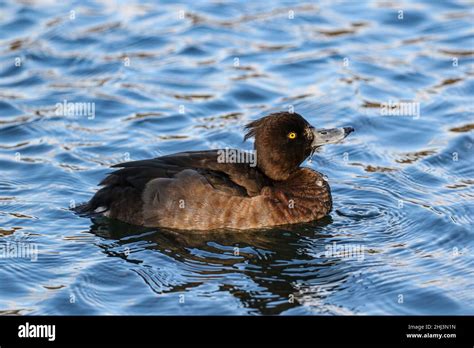 Female Tufted Duck, United Kingdom Stock Photo - Alamy