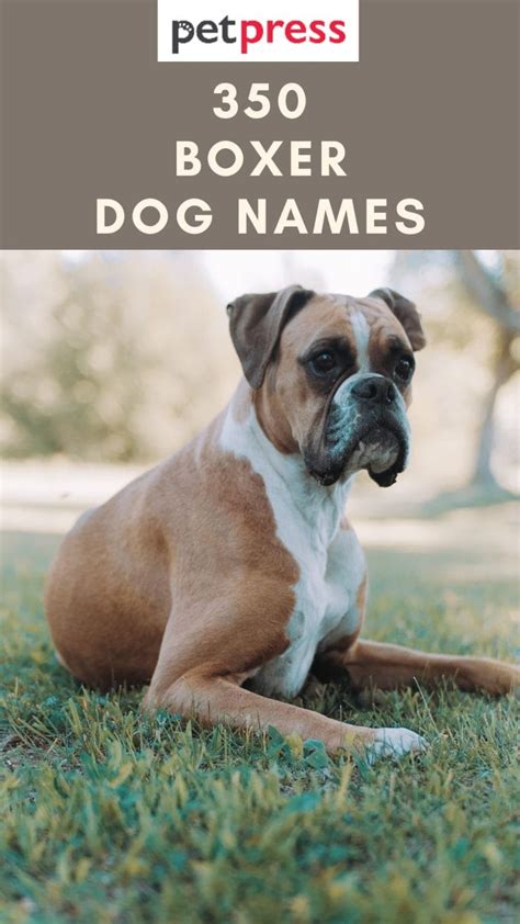 350 Boxer Dog Names - Popular Male and Female Names