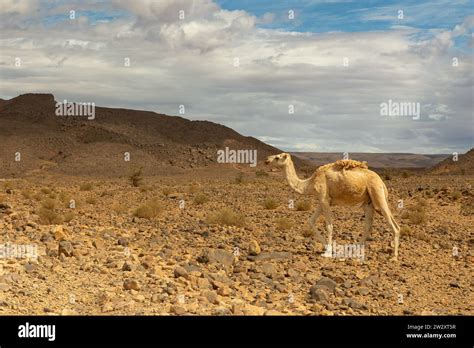 Sahara desert scenes Stock Photo - Alamy