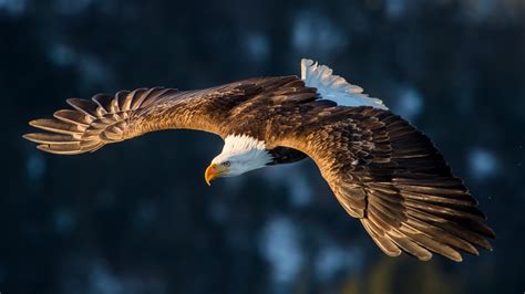 Download wallpaper 1920x1080 flight, predator, bird, bald eagle, full ...