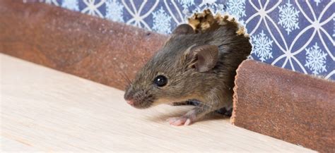 Rat Prevention, Safeguard Pest Control | Noosa, Pelican Waters ...