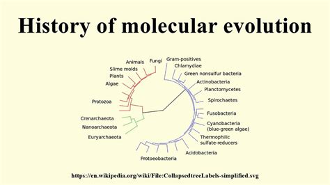 History of molecular evolution - YouTube