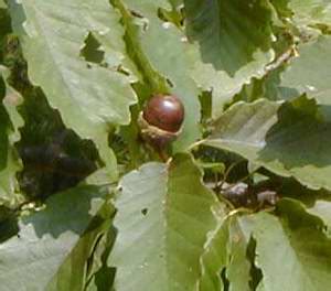 Chestnut Oak – Hiker's Notebook