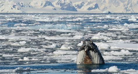 How Many Species Of Whale Are There In Antarctica? - Aurora Expeditions™