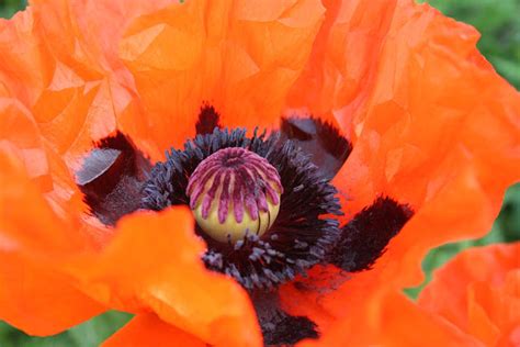 Captive Creativity: Oriental Poppy Plant Care