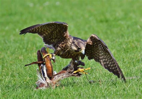 What Do Falcons Eat? (Diet & Facts)