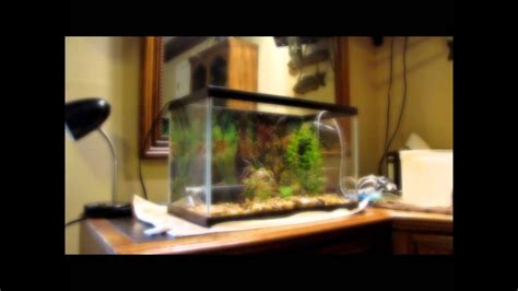 how to setup an aquatic turtle tank - YouTube