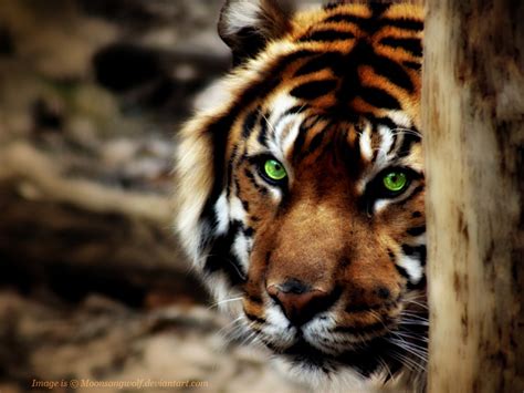 Wallpaper : animals, wood, tiger, wildlife, big cats, Zoo, whiskers, feline, fauna, vertebrate ...