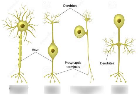 Neuron Types