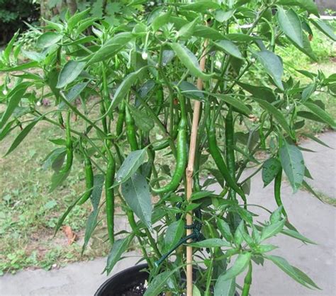 Green Chilli live plant ( Hari Mirch ka paudha ) - Bonsai Plants Nursery