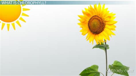 Chlorophyll | Definition, Structure & Function - Lesson | Study.com