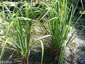 Fever Grass Young Starter Plant with quality roots | Plants, Plant seedlings, Starter plants