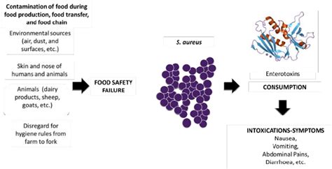 S. aureus and their enterotoxins causes intoxications with several... | Download Scientific Diagram