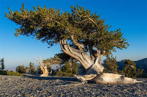 How Can Some Trees Survive for Thousands of Years? | Britannica