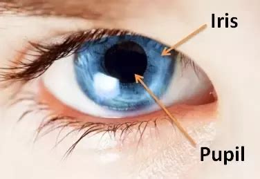 What is the difference between the iris and the pupil in the eye ...