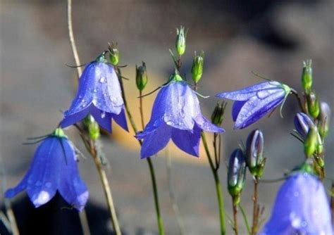 Minnesota Wildflowers: Image Gallery - Owlcation