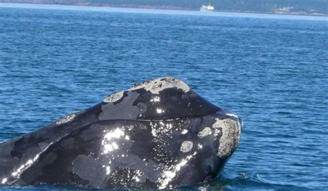 Right Whales - Facts, Diet & Habitat Information