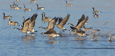 Canada Goose - Early Summer Migration — Southern Wisconsin Bird Alliance