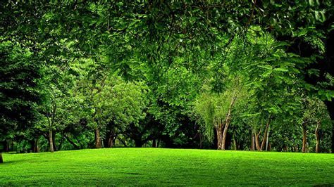 Beautiful Scenery Green Grass Trees Plants Green Aesthetic, HD ...