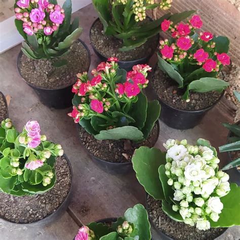 Calandiva - A Popular Kalanchoe Perennial | Succulent City