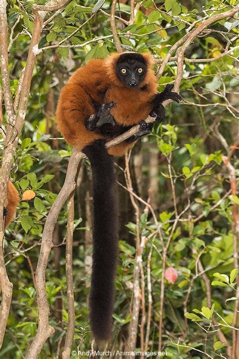 Red Ruffed Lemur – Animal Images