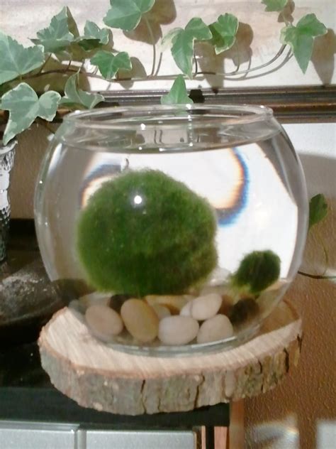 How to Propagate Marimo (Freshwater Algae) - HubPages