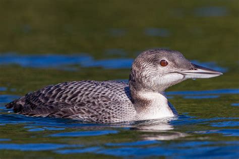 Loon Chick Development – Loon Preservation Committee