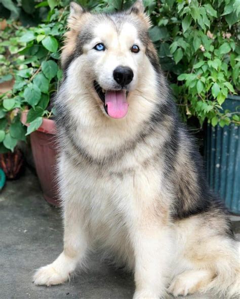 Husky Malamute Mix (Alusky): Owner's Guide