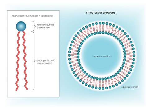 Liposomes in cosmetics: features and applications | Cosmoderma