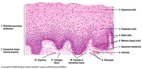 Pin on Anatomy & Physiology