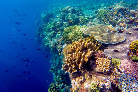 17 Photos That Prove Bunaken Island Is a Snorkeler’s Dream | Pink Plankton