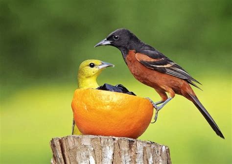 8 Types of Orioles to Look for in North America - Birds and Blooms