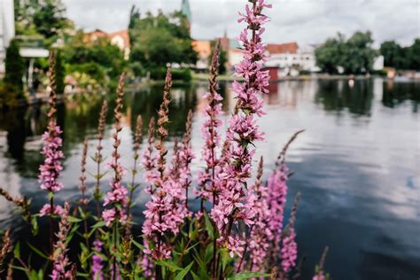 Pink flowers near the lake – free photo on Barnimages