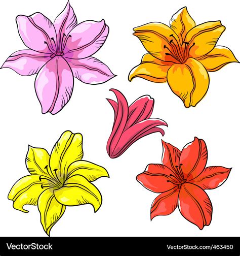 Flower lily Royalty Free Vector Image - VectorStock