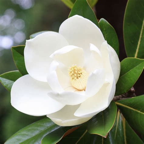 Louisiana State Flower Magnolia Facts | Best Flower Site