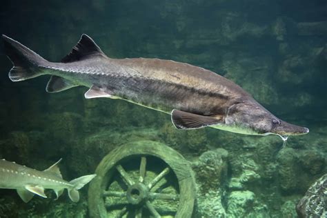 Atlantic Sturgeon Pictures - AZ Animals