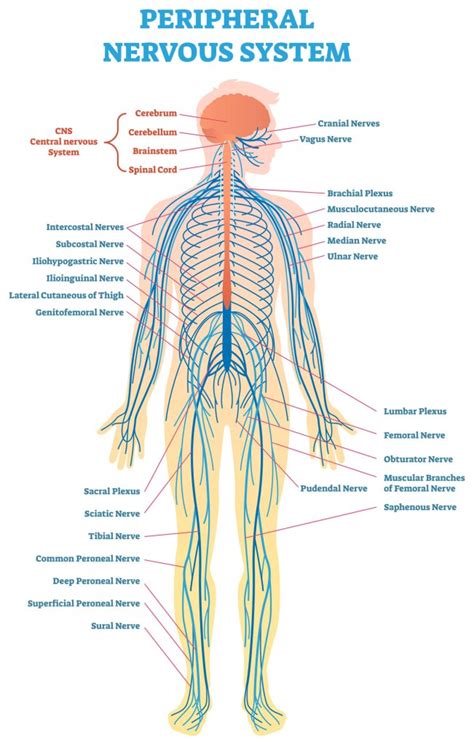 CMT 101: Understanding CMT & the Peripheral Nervous System | CMT Research Foundation