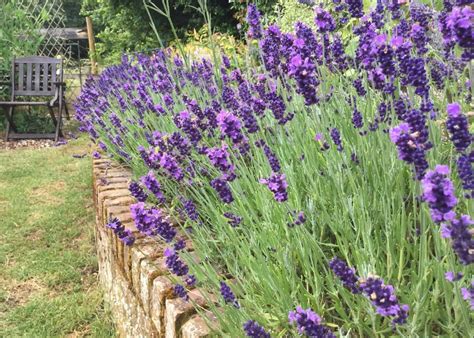 30+ lavender varieties 💜 🌿 TOP picks to find the perfect type for your garden!