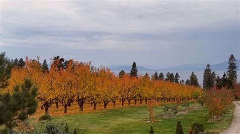 Cherry trees on Flathead Lake Fall 2015 | Flathead lake, Places to go ...