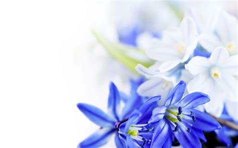 Blue And White Flower Wallpaper