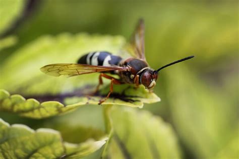 Cicada killer wasps threaten to wreak havoc on plague of insects set to ...