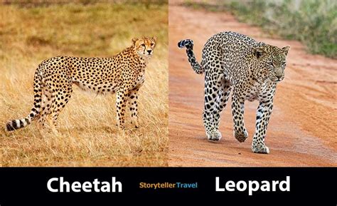 Cheetah vs Leopard: 14 Key Differences (Speed, Size, Spots) | Storyteller Travel